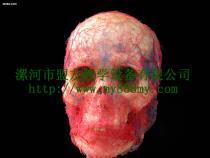 【鑄型標本-圖為頭部動靜脈鑄型標本(正面)】my-01,價格,廠家,圖片,供應商,庫存辦公、文教用品,漯河市盟友教學設備 - 產(chǎn)品庫 - 阿土伯交易網(wǎng)