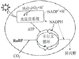 如圖甲表示某綠色植物的細(xì)胞代謝狀況,圖乙表示在一定條件下測(cè)得的該植物光照強(qiáng)度與光合速率的關(guān)系,圖丙是某興趣小組將該植物栽培在密閉玻璃溫室中.用紅外線測(cè)量儀測(cè)得室內(nèi)的