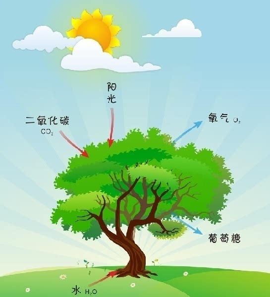 二氧化碳濃度增加會(huì)強(qiáng)化植物光合作用