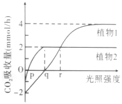 高考倒計時12天 高中生物光合作用大題精講與突破